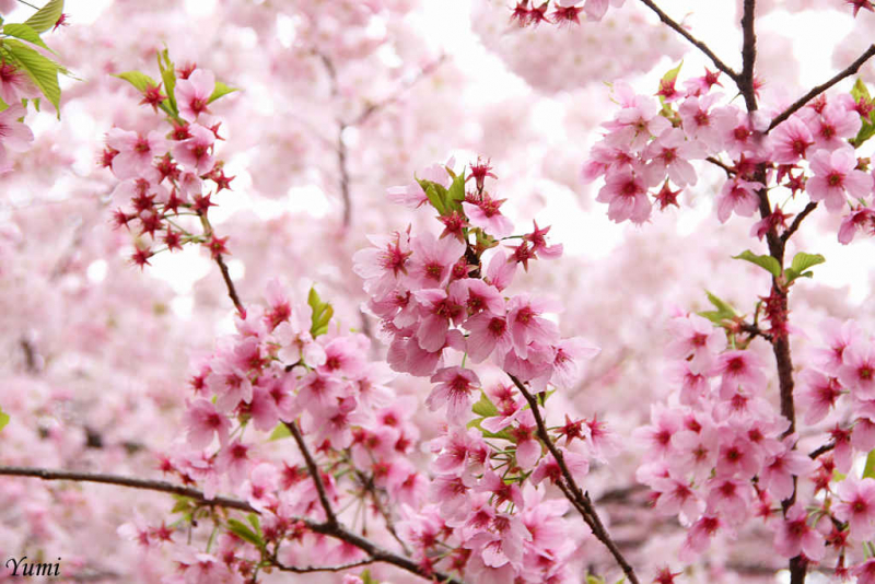 Năm nay, loài hoa biểu tượng của Nhật Bản dự kiến sẽ nở sớm