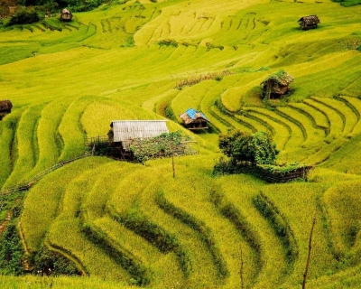 HÀ NỘI – ĐỒI CHÈ THANH SƠN – MÙ CANG CHẢI – HÀ NỘI